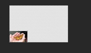 How to resize a layer in Photoshop