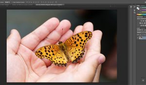 How to resize a layer in Photoshop
